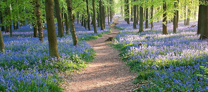 Home. Bluebell Path Personal Hero Image